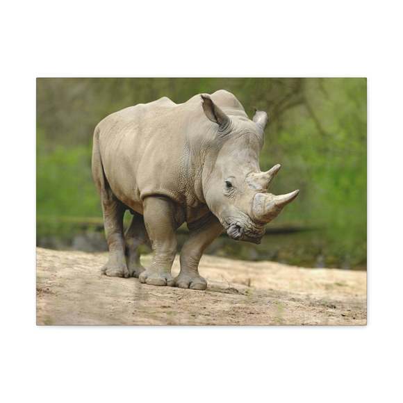 Funny White Rhino Silly White Rhino Scene Outside Wall Art Ready to Hang Unframe